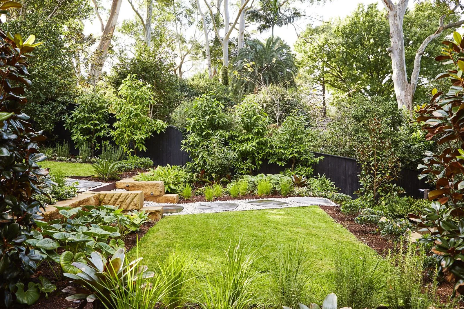Lawn framed by Little Gem Magnolias and sandstone steps, Pymble