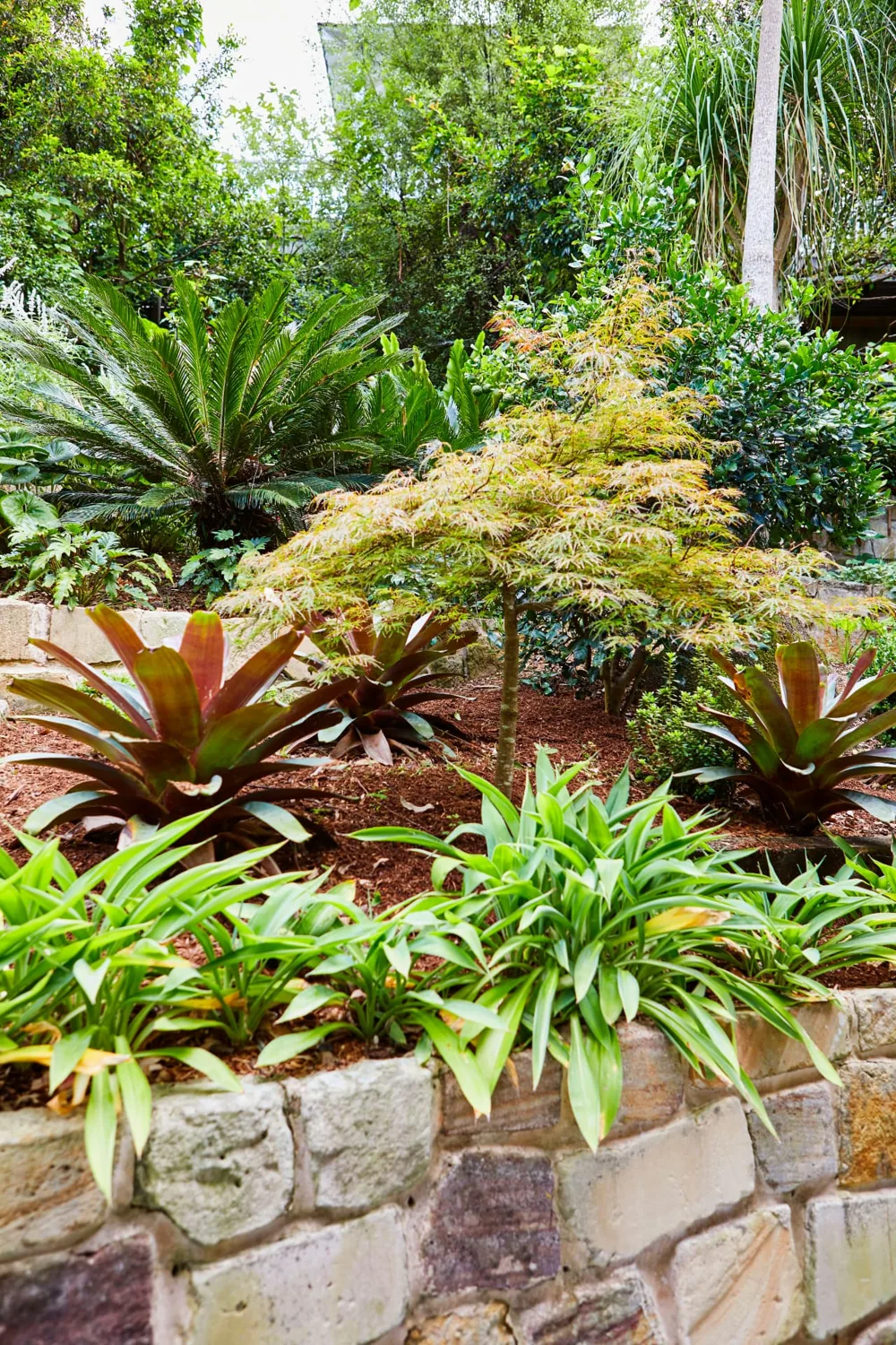 Japanese maple, cycads and layered garden planting above a sandstone wall in Pymble