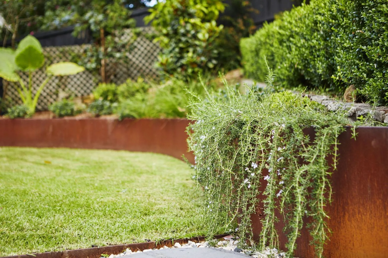 Corten steel planter with cascading plants beside a lawn