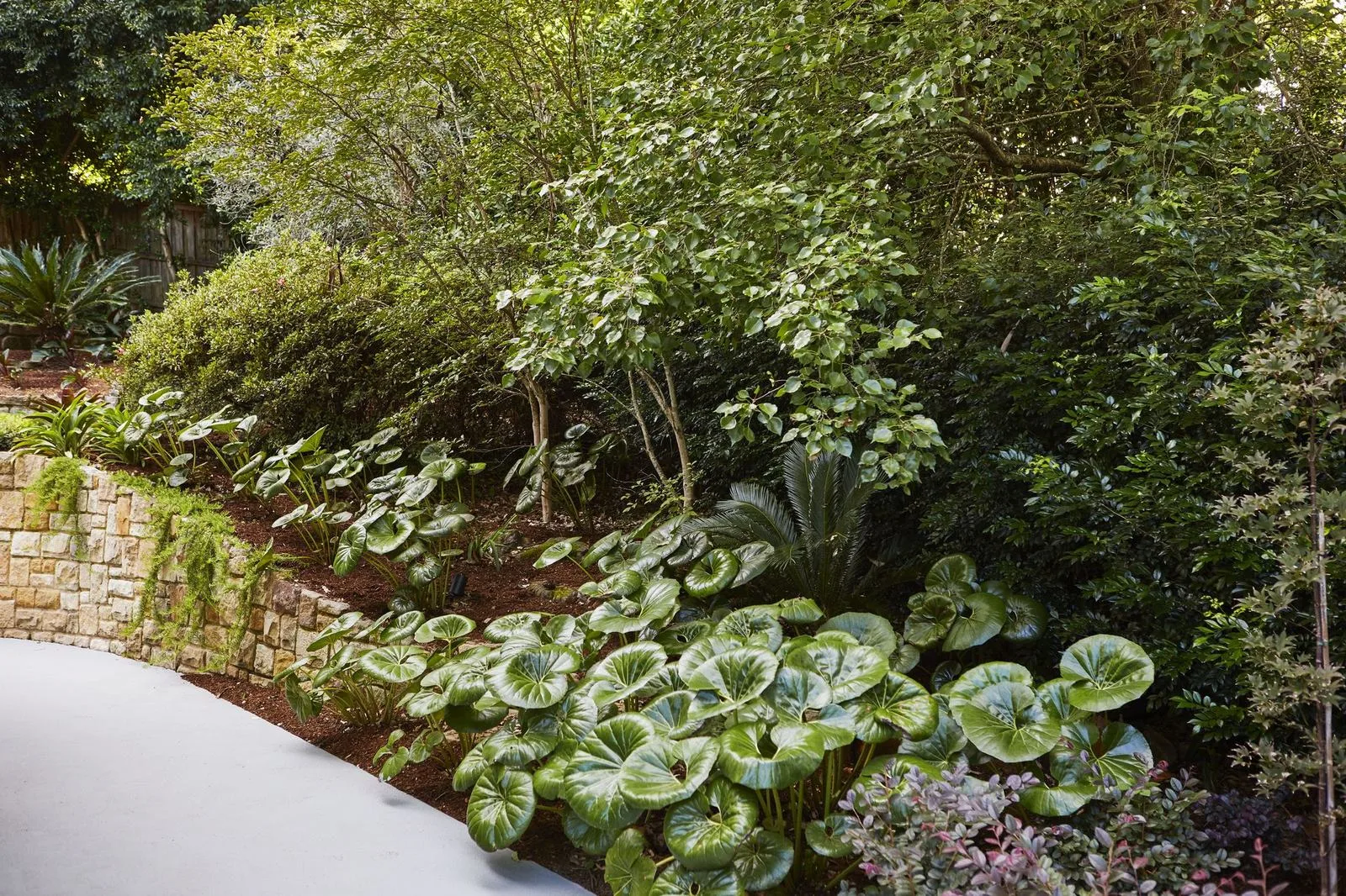 Shade planting with Ligularia beneath trees against a sandstone wall