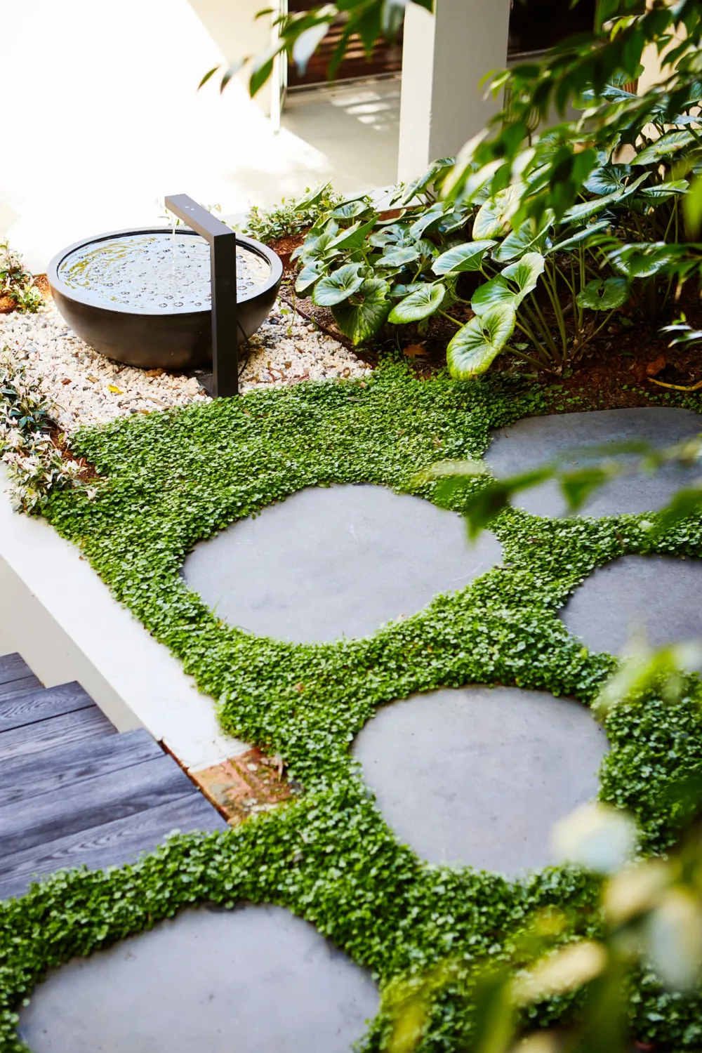 Round stepping stones through green groundcover beside a water bowl in a Pymble garden