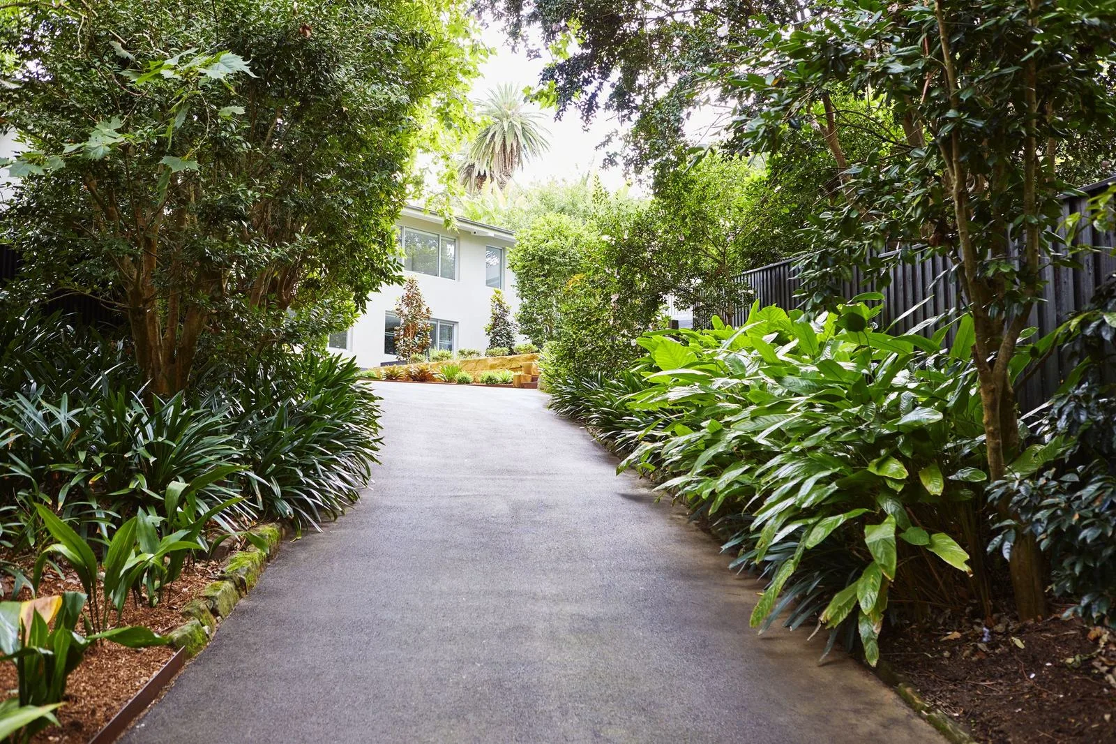 Long driveway lined with Cordylines and tropical planting, Pymble
